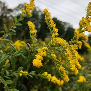 Meet your Posher, Lynda